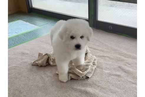 成約済の千葉県のグレートピレニーズ-359424の6枚目